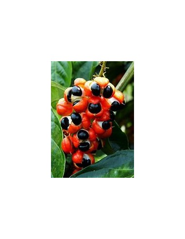 GUARANA - (PAULLINIA CUPANIA)- 1 Arbolito en...