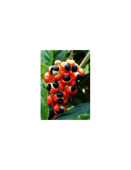GUARANA - (PAULLINIA CUPANIA)- 1 Arbolito en Venta en Mexico - Vivero por internet