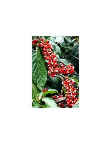 GUARANA - (PAULLINIA CUPANIA)- 1 Arbolito en...