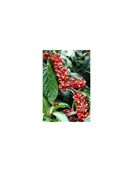 GUARANA - (PAULLINIA CUPANIA)- 1 Arbolito en Venta en Mexico - Vivero por internet
