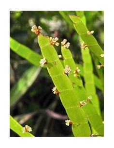 LISTON PLANT (Muehlenbeckia...