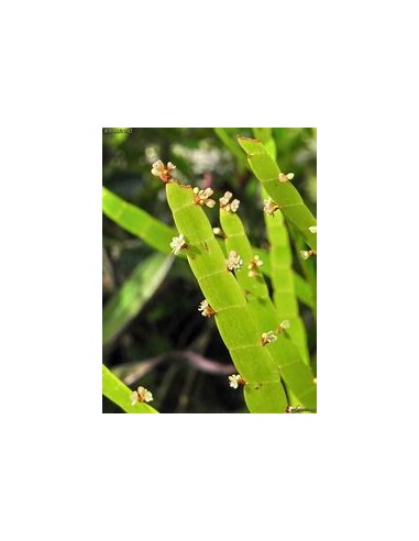 LISTON PLANT (Muehlenbeckia platyclada) - 1 Plant for Sale in Mexico - Online Plant Nursery