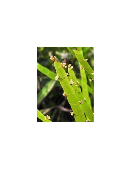 PLANTA DE LISTONES (Muehlenbeckia platyclada) - 1 Planta en Venta en Mexico - Vivero por internet