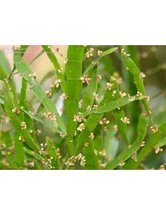 LISTON PLANT (Muehlenbeckia... 2