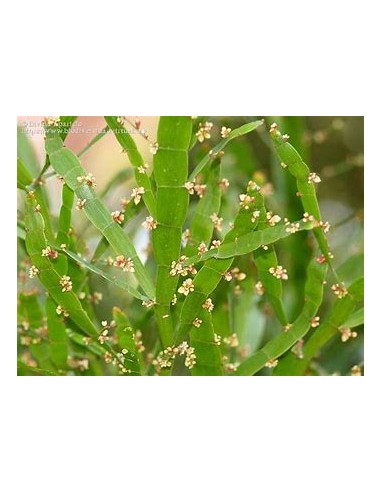 PLANTA DE LISTONES (Muehlenbeckia platyclada) -...