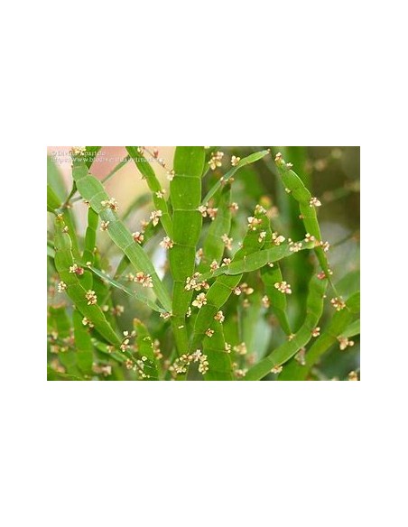PLANTA DE LISTONES (Muehlenbeckia platyclada) - 1 Planta en Venta en Mexico - Vivero por internet
