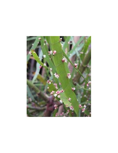 PLANTA DE LISTONES (Muehlenbeckia platyclada) -...