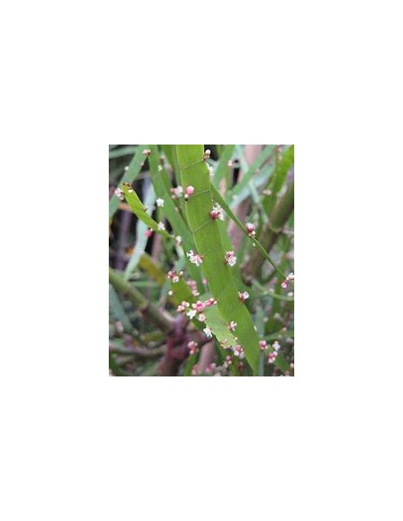 PLANTA DE LISTONES (Muehlenbeckia platyclada) - 1 Planta en Venta en Mexico - Vivero por internet