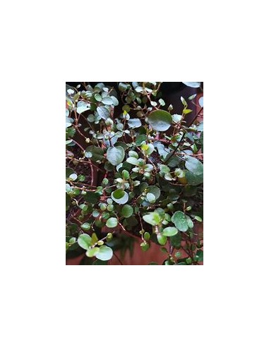 PLANTA DE LISTONES (Muehlenbeckia platyclada) -...