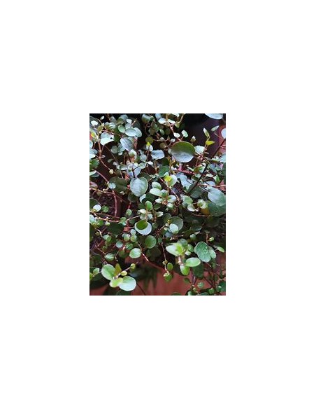 LISTON PLANT (Muehlenbeckia platyclada) - 1 Plant for Sale in Mexico - Online Plant Nursery
