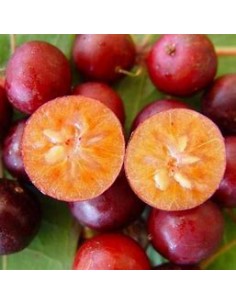 CIRUELA DEL GOBERNADOR -...