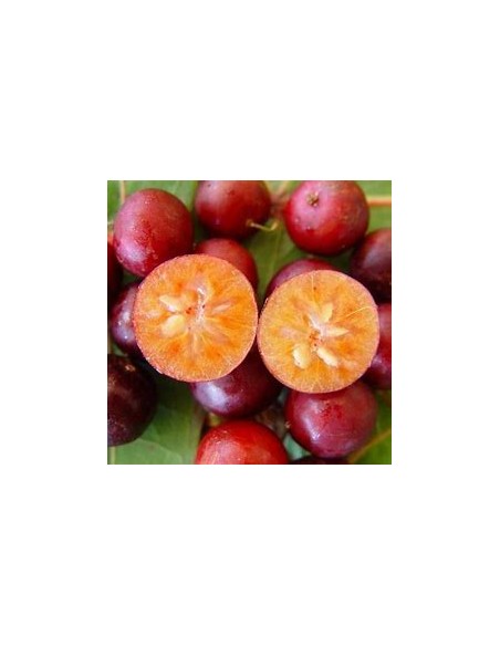 GOVERNOR'S CIRUELA - (FLACOURTIA INDICA) - 1 Sapling for Sale in Mexico - Online Nursery