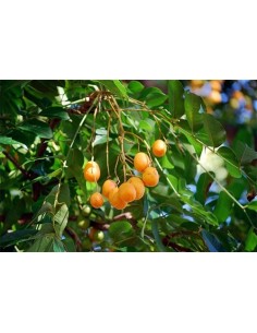 1 Arbolito de Jobo -Yuplon (SPondias mombin) var. lutea Increible arbol frutal Veracruzano y selvatico. 2
