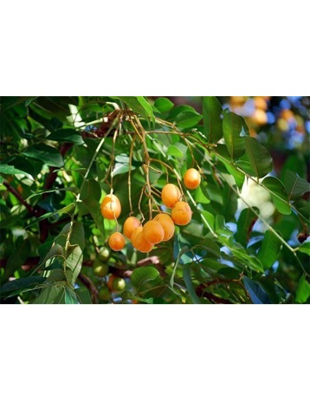 1 Arbolito de Jobo -Yuplon (SPondias mombin) var. lutea Increible arbol frutal Veracruzano y selvatico.