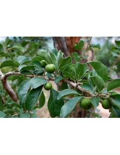 GOVERNOR'S CIRUELA -... 2