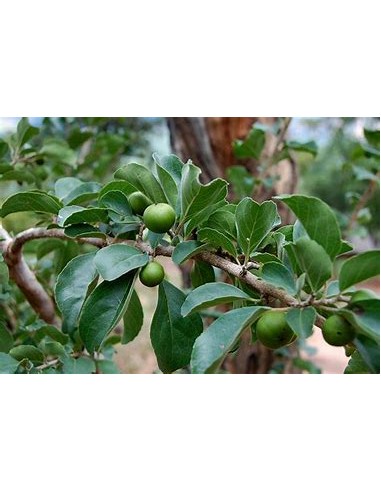 GOVERNOR'S CIRUELA - (FLACOURTIA INDICA) - 1...