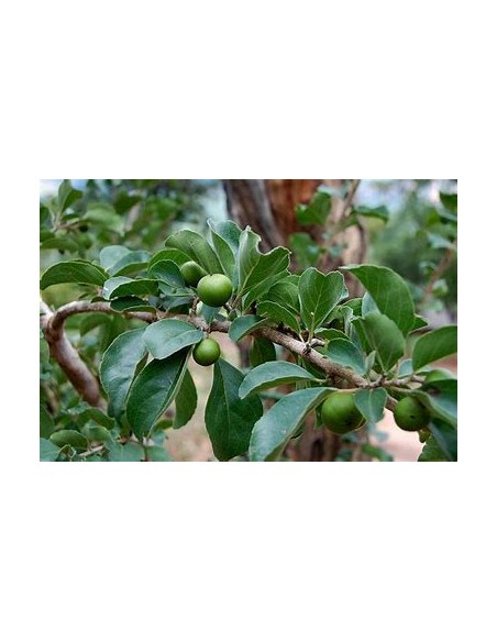 GOVERNOR'S CIRUELA - (FLACOURTIA INDICA) - 1 Sapling for Sale in Mexico - Online Nursery
