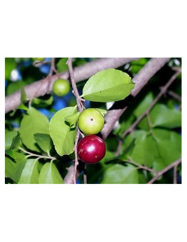GOVERNOR'S CIRUELA - (FLACOURTIA INDICA) - 1...