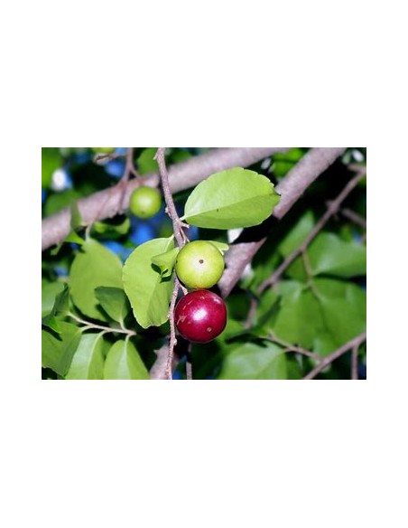 GOVERNOR'S CIRUELA - (FLACOURTIA INDICA) - 1 Sapling for Sale in Mexico - Online Nursery