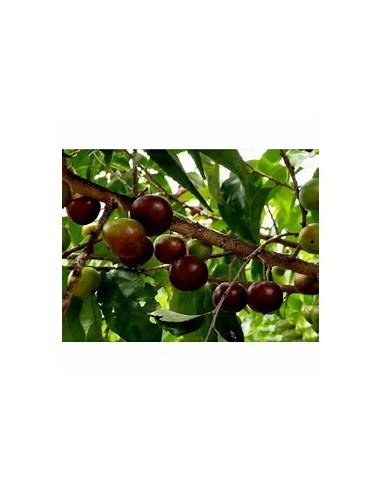 CIRUELA DEL GOBERNADOR - (FLACOURTIA INDICA) -...