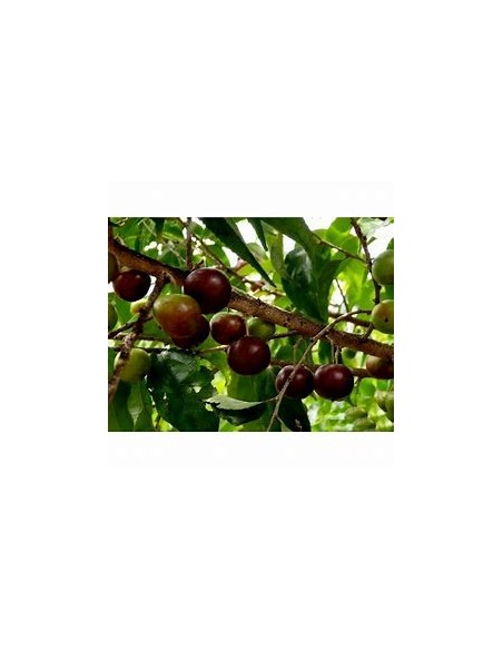 GOVERNOR'S CIRUELA - (FLACOURTIA INDICA) - 1 Sapling for Sale in Mexico - Online Nursery