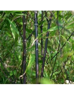 BLACK BAMBOO -...