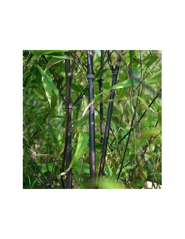 BAMBU NEGRO - (PHYLLOSTACHIS NIGRA)- 1 Arbolito en Venta en Mexico - Vivero por internet