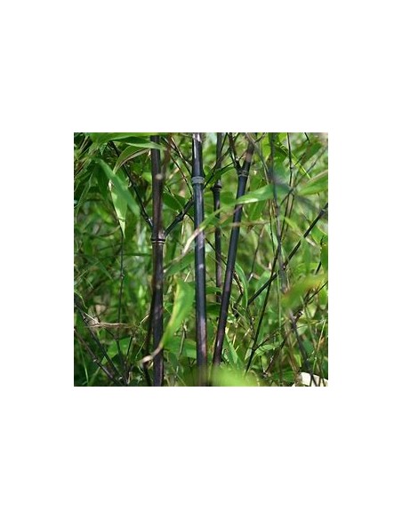 BLACK BAMBOO - (PHYLLLOSTACHIS NIGRA)- 1 Sapling for Sale in Mexico - Online nursery