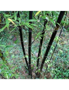 BLACK BAMBOO -... 2
