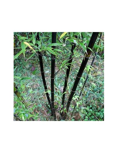 BLACK BAMBOO - (PHYLLLOSTACHIS NIGRA)- 1...