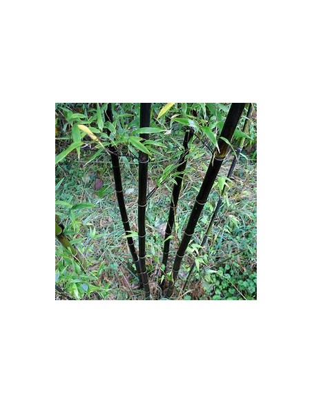 BLACK BAMBOO - (PHYLLLOSTACHIS NIGRA)- 1 Sapling for Sale in Mexico - Online nursery