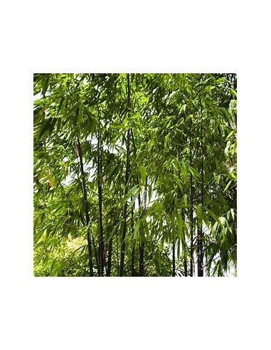 BLACK BAMBOO - (PHYLLLOSTACHIS NIGRA)- 1...