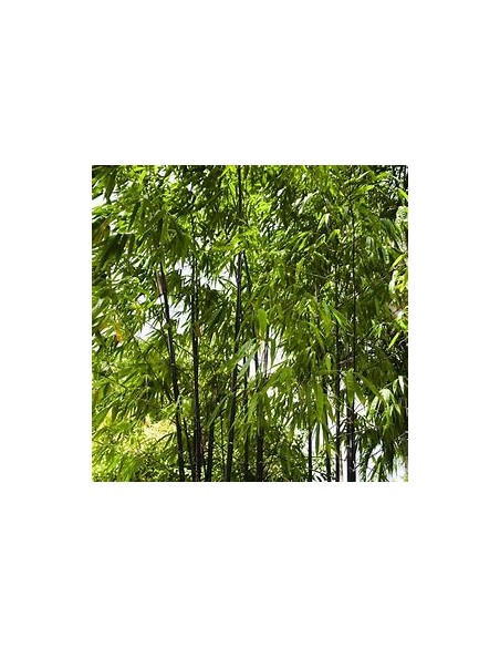 BLACK BAMBOO - (PHYLLLOSTACHIS NIGRA)- 1 Sapling for Sale in Mexico - Online nursery