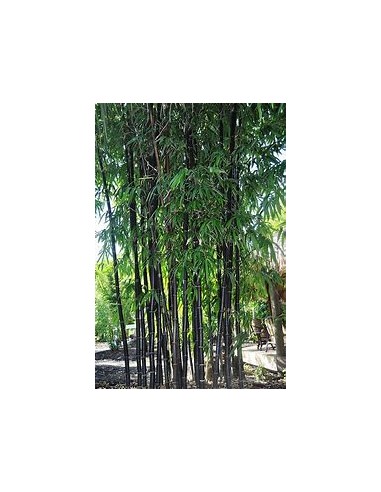 BLACK BAMBOO - (PHYLLLOSTACHIS NIGRA)- 1...