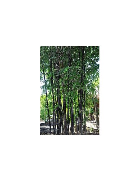 BLACK BAMBOO - (PHYLLLOSTACHIS NIGRA)- 1 Sapling for Sale in Mexico - Online nursery