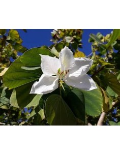 WHITE TREE ORCHID (BAUHINIA...