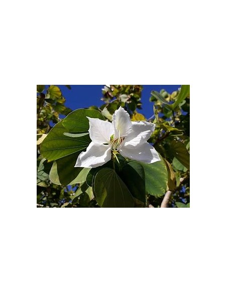 WHITE TREE ORCHID (BAUHINIA ALBA) - 1 Sapling for Sale in Mexico - Online Nursery