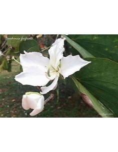 WHITE TREE ORCHID (BAUHINIA... 2
