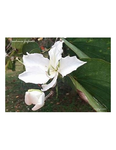 WHITE TREE ORCHID (BAUHINIA ALBA) - 1 Sapling...