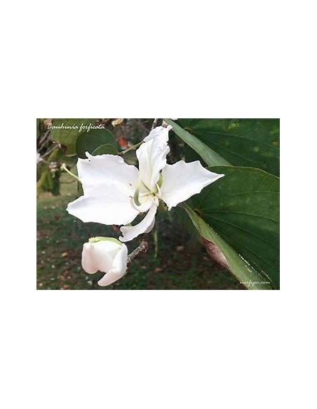 WHITE TREE ORCHID (BAUHINIA ALBA) - 1 Sapling for Sale in Mexico - Online Nursery