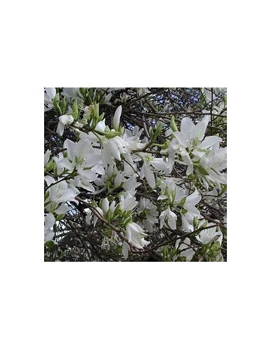 WHITE TREE ORCHID (BAUHINIA ALBA) - 1 Sapling...