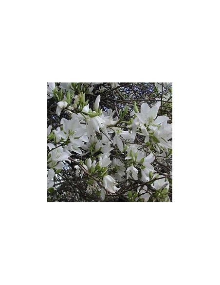 WHITE TREE ORCHID (BAUHINIA ALBA) - 1 Sapling for Sale in Mexico - Online Nursery