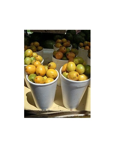 1 Arbolito de Jobo -Yuplon (SPondias mombin) var. lutea Increible arbol frutal Veracruzano y selvatico.