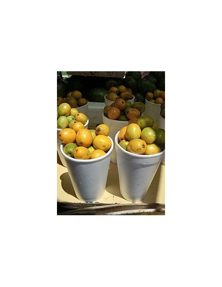 1 Spanish plum (Spondias sp.) Rare yellow Tropical hog plum. (Not spondias mombin)