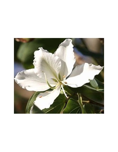 WHITE TREE ORCHID (BAUHINIA ALBA) - 1 Sapling...