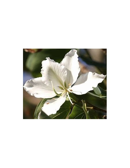 WHITE TREE ORCHID (BAUHINIA ALBA) - 1 Sapling for Sale in Mexico - Online Nursery