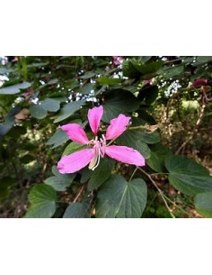 WILD TREE ORCHID (BAHUINIA...