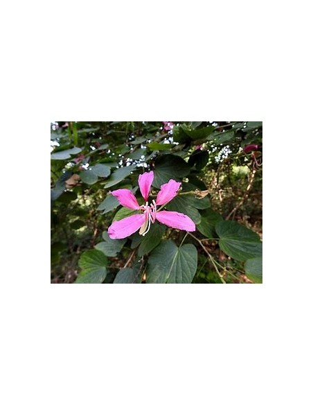 WILD TREE ORCHID (BAHUINIA DIVARICATA)- 1 Sapling for Sale in Mexico - Online Nursery
