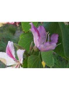 WILD TREE ORCHID (BAHUINIA... 2