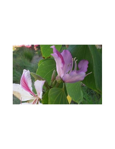 WILD TREE ORCHID (BAHUINIA DIVARICATA)- 1 Sapling for Sale in Mexico - Online Nursery